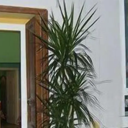Delle Palme