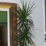 Delle Palme